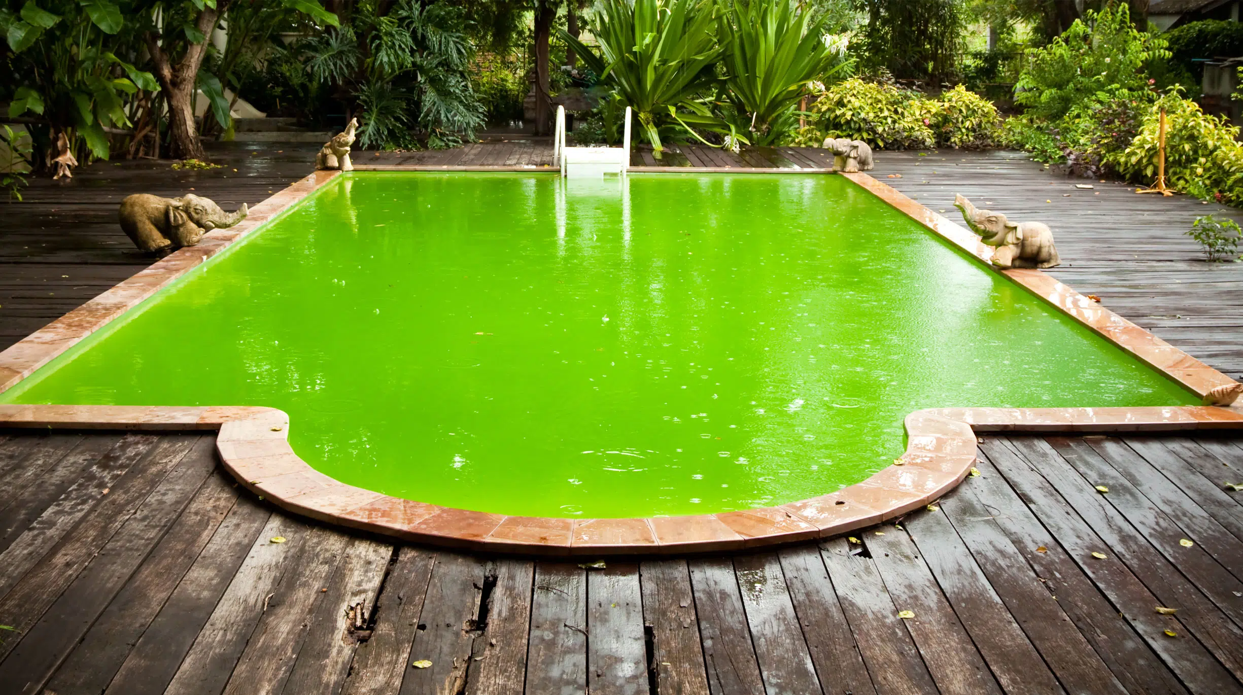 Цветущая вода в бассейне. Зеленый бассейн. Зеленая вода в бассейне. Грязный бассейн. Водоросли в бассейне.